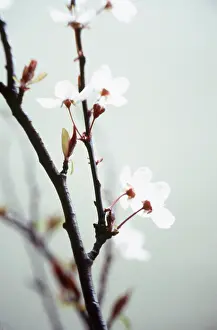 Avium: Cherry
