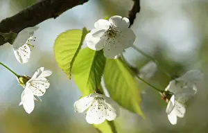 Avium: Cherry