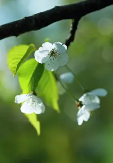 Avium: Cherry