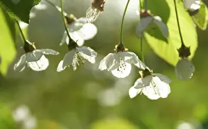 Avium: Cherry
