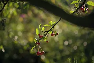 Avium: Cherry
