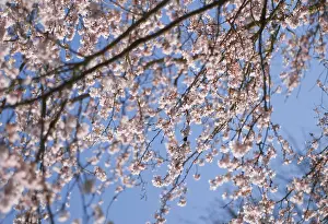 Subhirtella: Cherry