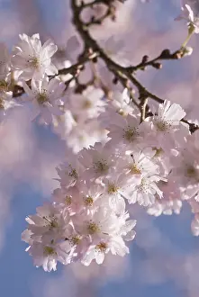 Subhirtella: Cherry