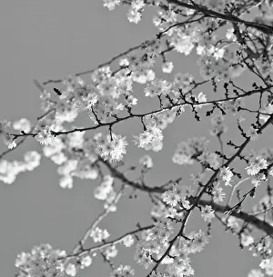 Subhirtella: Cherry