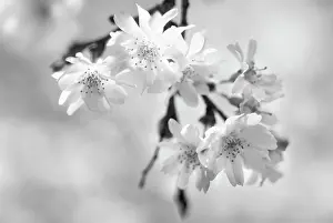 Subhirtella: Cherry
