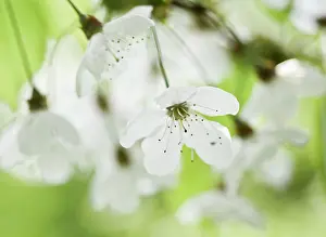 Avium: Cherry