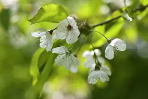 Avium: Cherry