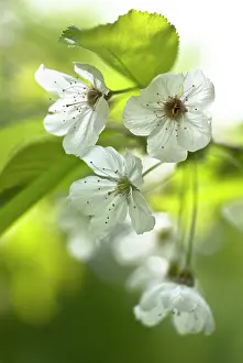 Avium: Cherry