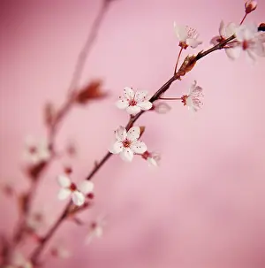 Cerasus: Cherry