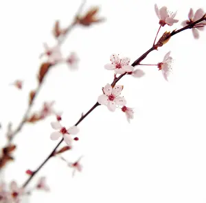 Minimal: Cherry