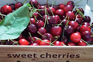 Cherries: Cherry