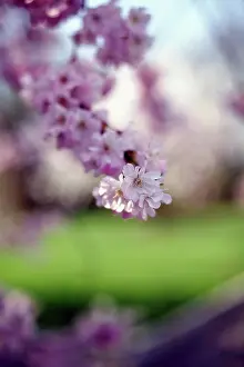 Milan: Cherry