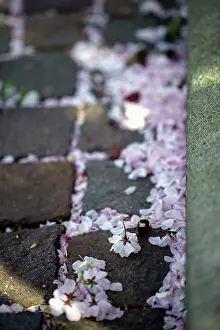 Scattered: Cherry