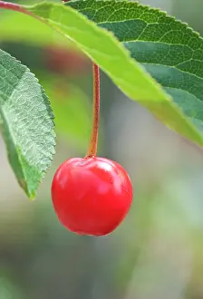 Cerasus: Cherry