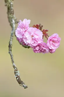 Exquisite: Cherry