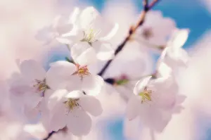 Serrulata: Cherry