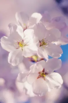 Serrulata: Cherry