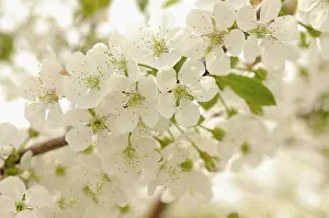 Avium: Cherry