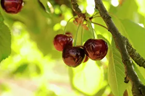 Avium: Cherry