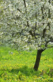Blissful: Cherry
