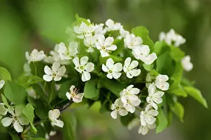 Sour: Cherry