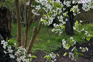 Avium: Cherry