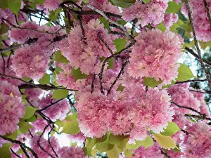 Cerasus: Cherry