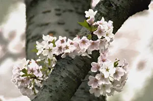 Cerasus: Cherry