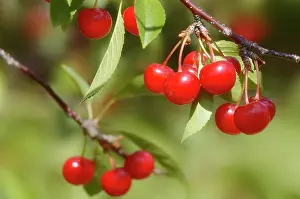 Cerasus: Cherry