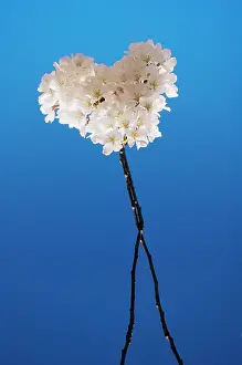 Combined: Cherry