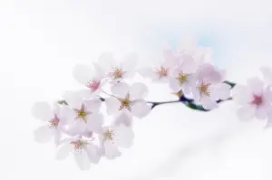 Marriage: Cherry