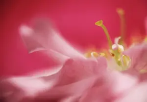 Cerasus: Cherry