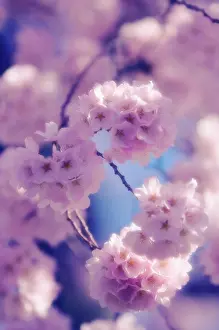 Blissful: Cherry