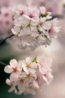 Serrulata: Cherry