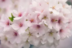 Serrulata: Cherry
