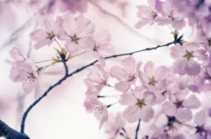 Serrulata: Cherry