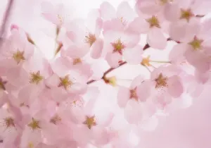 Serrulata: Cherry
