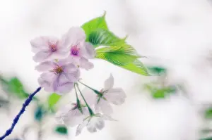 Serrulata: Cherry