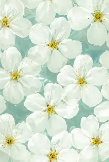 Exquisite: Cherry