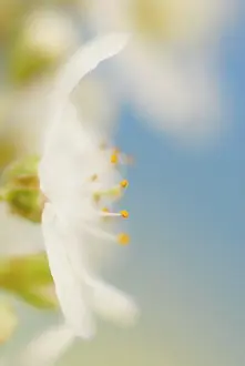 Avium: Cherry