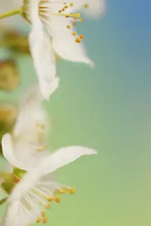 Avium: Cherry