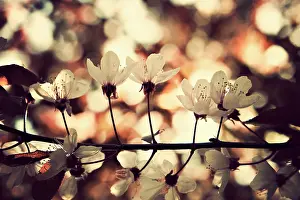 Dappled: Cherry