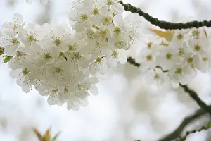 Eastertide: Cherry