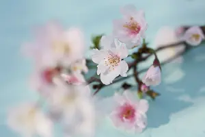 Marriage: Cherry