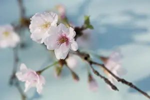 Marriage: Cherry