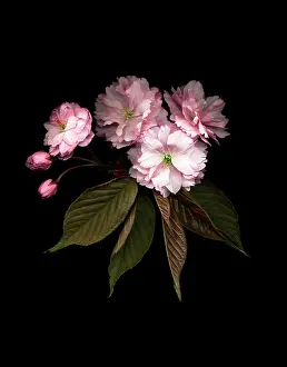 Cerasus: Cherry