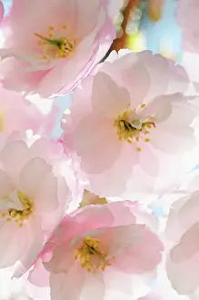 Serrulata: Cherry