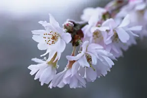 Feminine: Cherry