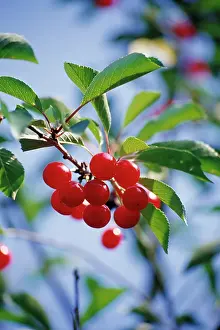 Bold: Cherry