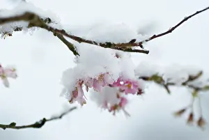 Persistence: Cherry
